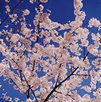 Courtesy of The National Cherry Blossom Festival.
