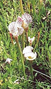 Stunning, yet poisonous flower.  Denise Bomstein 