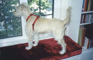 Hachiko guarding our home � James Priest.