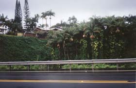 The road leaving Hilo. � Micha Pringle.