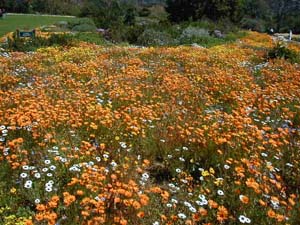 Kirstenbosch Botanical Gardens profiles only indigenous plants. This display of desert daisies gives a small idea of the what the spring rains produce each year. � Rick Hudson. 