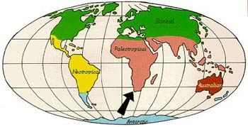 Map showing the six floral kingdoms of the world. The large arrow indicates the Cape Floral Kingdom, which is too small to see. � Rick Hudson.