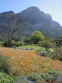 Draped up the gentler slopes of Table Mountain, Kirstenbosch Gardens offers the traveler a feast of flora, summer concerts, outside art and panoramic views over the city. � Rick Hudson. 
