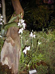 Cape disa, a member of the orchid family. � Rick Hudson. 