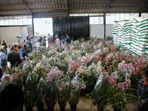 A chance for locals to buy indigenous orchids from the source. � Rick Hudson. 