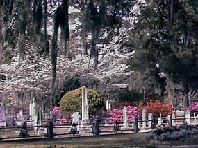 Laurel Grove Cemetery. Copyright Terry Zinn. 