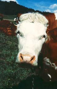 Copyright Jim Johnson.