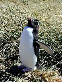 A baby rockhopper penguin. Copyright Cynthia Boal Janssens.