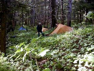 The forest floor makes for a plush camping spot. Copyright Rick Hudson.