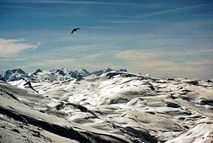 A bird soars overtop the snow-laden peaks near Zell Am See. Copyright Jim Johnson.