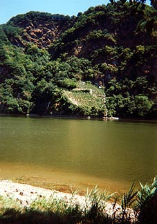 The lush, vine-lined banks of the Mosel River. Copyright Tyson Brooks.