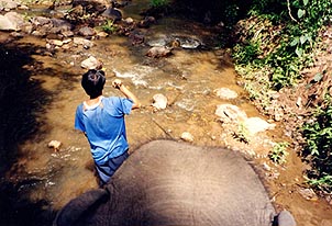 Prime seating came with an elephant�s-eye view. Copyright: Jennifer Hile.