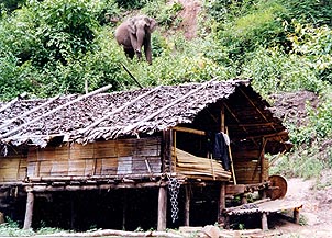 An elephant lumbers out of the forest into a small clearing in the jungle. Copyright: Jennifer Hile.