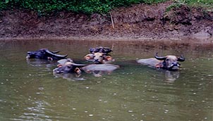 A posse of water buffalo seeks refuge from the heat. Copyright: Jennifer Hile.