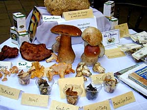 The range of sizes, colors, shapes and textures of local mushrooms is astounding. Copyright Larry Wagner