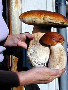 Boletes mushrooms can grow to the size of small children. Copyright Larry Wagner