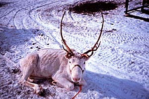 Rudolph the pale pink-nosed reindeer? Nice try. Copyright: Warren Lieb.