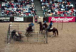 Cowboys beat the clock in penning competition. Copyright: Kathryn Means, 1999