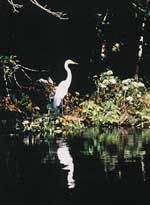Peace and quiet on the Silver River is enjoyed by visitors and white egrets. Courtesy of Silver Springs