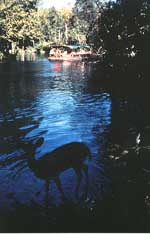 Glass bottom boats cruise the Silver River, home to birds, fish and deer. Courtesy of Silver Springs. 