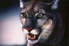 A new exhibit at Silver Springs features the endangered Florida Panther. Courtesy of Silver Springs. 