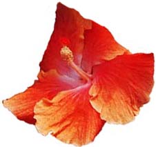 Used with permission