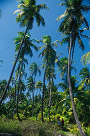 � Island Expeditions Co. 