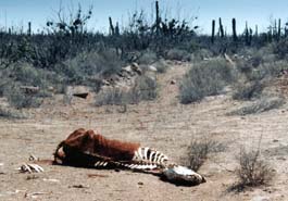 The desert claims another victim. Copyright Tyson Brooks.