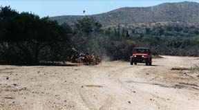 Herding goats with the jeep. Copyright Tyson Brooks.