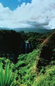 Opaekaa Falls is found deep in one of the beautiful rainforests of Kauai. Courtesy of Kaua'i Visitors Bureau. 