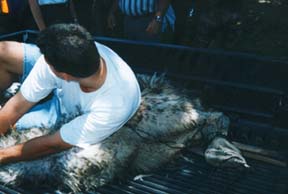 The police officers apprehend the villainous emu. Copyright Tyson Brooks.