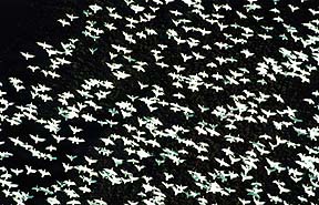 Copyright Wolfgang Weber, GNWT. A squawking flock of geese spreads out.