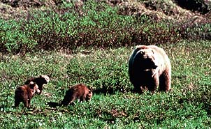Copyright Mike Beedell, GNWT. Not all the dangers are airborne on a remote flying adventure!