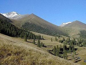 An alpine meadow dotted with spruce and juniper. Copyright: Rick Hudson.
