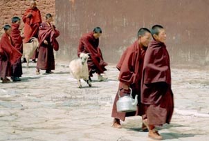 Monks on break from their studies. Copyright: Lucy Moss.