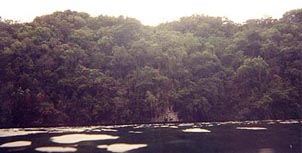 Jungle-clad cliffs surround Jellyfish Lake, adding to its strange aura. Copyright: Tracey Lovejoy.