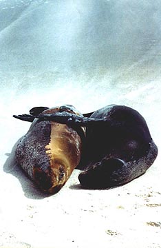 A pair of seals enjoying the sun�and each other�s company. Copyright: Paul Ross.