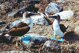 Blue-footed Boobies spending some quality time. Copyright: Paul Ross.