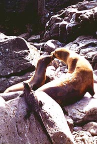 Two seals get into the spirit of St. Valentine�s, while a reptilian admirer watches on. Copyright: Paul Ross.