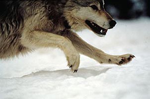 A wolf on the prowl. Copyright: Barry O�Neill.