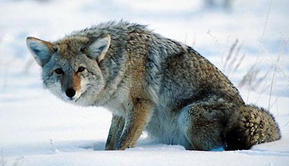 A Yellowstone Coyote. Copyright: Warren Lieb.