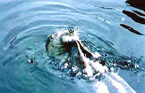 A seal at the Seward Marine Center (copyright Tyson Brooks) 