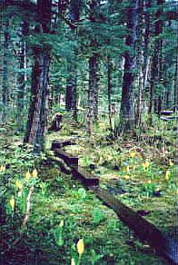 A hiking trail to a garnet mine near Wrangell (copyright Tyson Brooks)