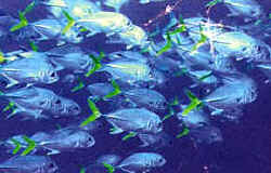 Copyright Jamaica Tourist Board - used with permission.