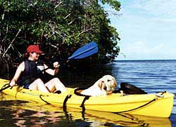 Stokey, Jaguar Reef's resident pup, hitches a ride along the shore. Copyright Jim Johnson.