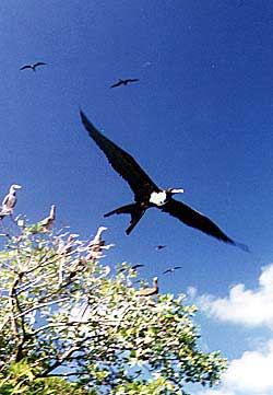 Wildlife abounds near Jaguar Reef, including frigate birds with massive, 12-foot wing-spans. Copyright Jim Johnson.