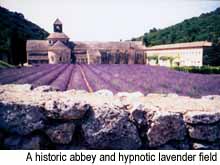 Students at Global Live Art also take day trips to paint this historic abbey and hypnotic lavender field. � Warren Lieb