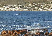 The callused nose of a southern right whale breaks surface just offshore of rocks at Fish Hoek, a suburb of Cape Town. These whales can be seen July-November in the False Bay area, when they come into the shallows to calve and breed. � Rick Hudson