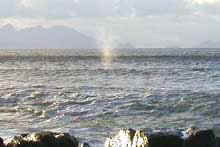 The tell-tale blow of a southern right whale, seen early one morning. In the absence of boats packed with tourists following these cetaceans, they seem relaxed and at ease, and seldom show agitation. � Rick Hudson