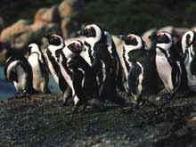 Jackass penguins are common along the southern tip of Africa, but until recently their nesting sites have been offshore on remote islets, or protected by steep cliffs. Now, they may be seen at a popular Cape Town beach. � Rick Hudson